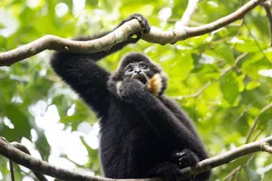 Wildlife