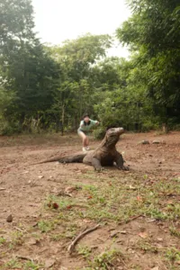 Man squatting beside a fallen log as a Komodo dragon rests on sandy ground in the forest on Rinca Island — Komodo dragons