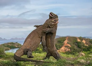 Two Komodo dragons rearing on a grassy hillside with sea and coastal hills in the distance outdoors