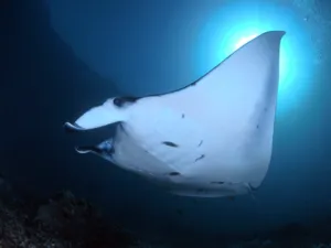 Underwater manta ray swimming through clear blue water with rays of light, part of the wildlife-rich Komodo Island