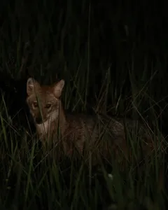 Small brown wild animal peering from night grass during a wildlife safari spotting in Khao Yai National Park