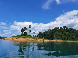 Glass-calm water with a palm-lined floating island and forested hills, seen from the shoreline at Cheow Lan Lake
