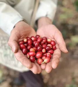 Hands holding ripe red coffee cherries from Seeker Yunnan Coffee Estate, Lijiang, showing the start of specialty processing