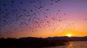 Sunset over the water with bats flying above the coastline on a 3D2N join-in sailing trip to Komodo Island