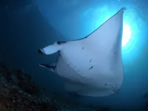 Manta ray cruising through blue water with sunbeams during a dive on a 3D2N join-in sailing trip to Komodo Island