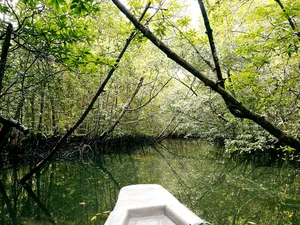 Boat heading through Kilim Geoforest mangroves in Langkawi, overhanging branches reflected on still green water on a sunset cruise