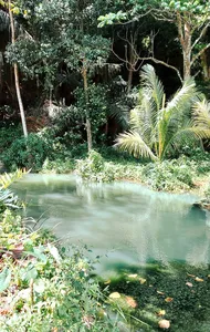 Still mangrove pool with dense green foliage and muddy banks during a hidden mangroves and village visit day trip, Labuan Bajo