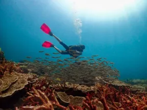 Seorang penyelam skuba melayang di atas kumpulan ikan yang padat dan terumbu karang di perairan Pulau Semporna bersama Bigfin Divers