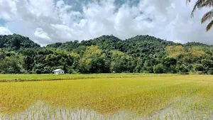 Golden-green rice fields stretching to a small house and forested hills under cloudy sky on a village day trip in Labuan Bajo