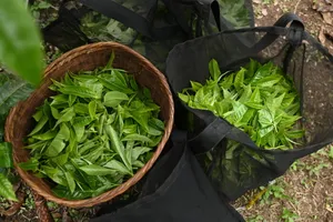 Bakul berisi daun teh segar dan hasil hijau yang baru dituai di sebuah ladang di Xishuangbanna semasa sesi minum teh tradisional