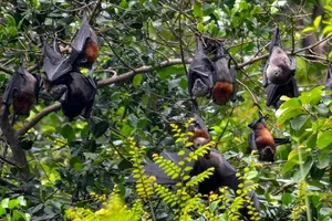 Fruit bats hanging in a leafy tree, their wings folded along branches as seen on a Langkawi UNESCO Geopark cruise