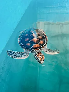 Sea turtle swimming beneath the surface in clear blue water, viewed from above during Hands Experiences Thailand’s turtle programme