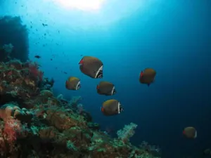 Sekumpulan ikan terumbu berenang di atas karang berwarna-warni semasa selaman skuba di sekitar terumbu Pulau Semporna bersama Bigfin Divers