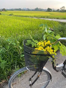 Bicycle ride through green rice fields near Hanoi’s Red River villages, with a basket of yellow flowers in view