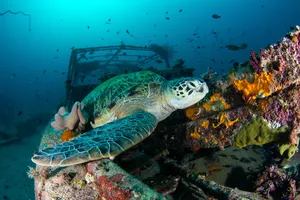 Green sea turtle swimming past a sunken structure on a dive off the Seaventures Dive Rig near Semporna waters