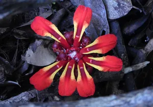 Close-up of a bright red tropical flower resting on the forest floor during a nature walk in Khao Yai National Park trail