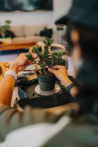 Hands potting a small tropical bonsai in a ceramic pot on a workbench with tools during a Japanese-style workshop in Singapore