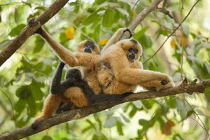Golden-furred primates cuddled on a leafy branch in Cat Tien, captured on a private 3D2N wildlife experience with a naturalist