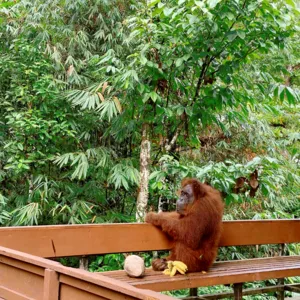 Red-furred orangutan beside a feeding rail with bananas, surrounded by rainforest greenery during a Kuching trip on orangutans