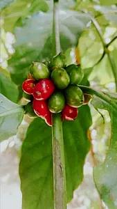 Bunches of green and red chillies hanging from a plant in Khao Lak, shown as fresh local ingredients