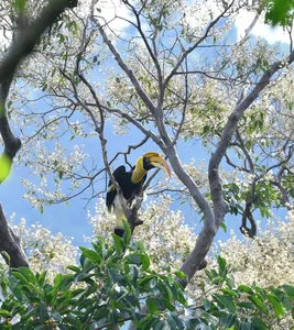 Hornbill perched in a leafy tree in Khao Yai during a full-day private bird-watching tour with an expert