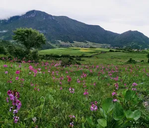 Pink wildflowers over a Lijiang mountainside valley during a 1-day Hidden Villages & Wenhai Wetlands trek
