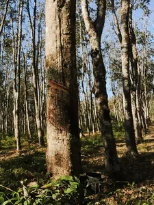 Sunlit forest of tall trees in Langkawi, showing the natural landscape explored on an eco cycling day