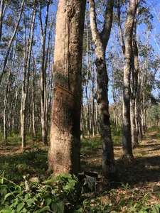 Sunlit tropical forest in Langkawi with tall tree trunks and scattered undergrowth, showing a quiet woodland landscape