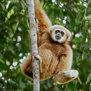 Brown gibbon clinging to a tree trunk in Khao Yai National Park forest during a wildlife trek adventure