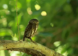Speckled owl perched on a branch during Wildlife Safari Thailand’s expert birdwatching in Khao Yai National Park