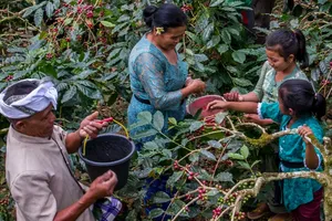 Bali Beans farm workers harvest and sort red coffee cherries together among trees, with a bucket nearby in Kintamani.