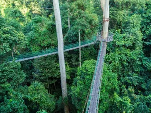 Aerial view of a canopy walkway between tall rainforest trees over Danum Valley, with rope bridges cutting through dense green canopy