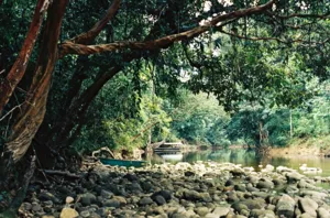 Tebing sungai berlapis batu yang redup di bawah rimbunan pokok, dengan sebatang kayu tumbang merentang di atas air berhampiran Ngapuh Homestead di Kuching