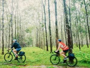 Cyclists pedalling through a sunlit bamboo grove on a quiet Langkawi bike ride with Bicycle Day Langkawi