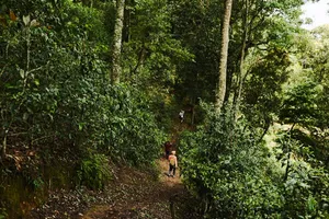 Para pendaki berjalan di jalur hutan di Xishuangbanna, dikelilingi kanopi rimba yang lebat dan semak hijau cerah