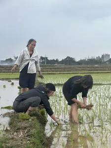 Hands-on rice planting in Duong Lam ancient village near Hanoi, as people kneel and stand in flooded paddies