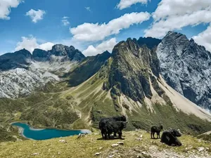 Black yaks grazing on a grassy ridge above a turquoise lake and dramatic mountain ranges in Shangri-La
