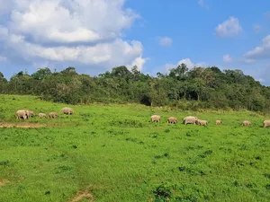Wild elephants grazing on a grassy clearing in Khao Yai National Park, with forested hills under a blue sky