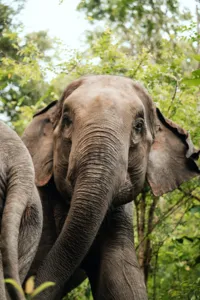 Elephant close-up peering through trees during an ethical elephant observation with Elephant Eco Trails in Chiang Mai