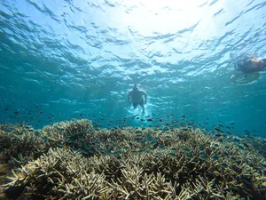 Pemandangan bawah air seorang penyelam snorkel di atas karang yang beralun di perairan cetek jernih Kepulauan Gili di luar pantai Lombok