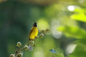 Yellow and black songbird perched on flowering twigs in Khao Yai forest for an expert private bird-watching tour