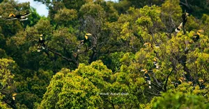 Lush Langkawi rainforest canopy with several birds perched in trees during naturalist-guided birdwatching