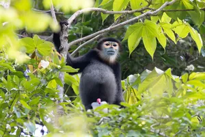 White-faced gibbon among lush leaves in Cat Tien, spotted during a private ethical wildlife walk led by a naturalist