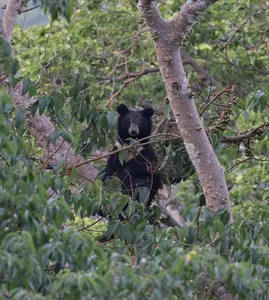 Sun bear in a leafy thicket, looking out from beneath branches during a wildlife safari in Khao Yai National Park