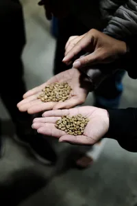 Hands holding piles of small grains at a Hoi An morning market stall during a motorbike tour of local trades