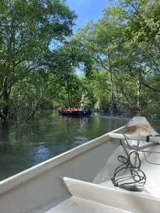 View from a boat along mangrove waterways in Johor Bahru, with trees arching overhead during a private coastal tour