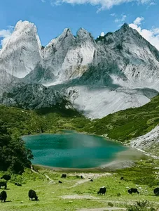Turquoise alpine lake with green pasture and grazing yaks beneath jagged snow-capped peaks in Shangri-La
