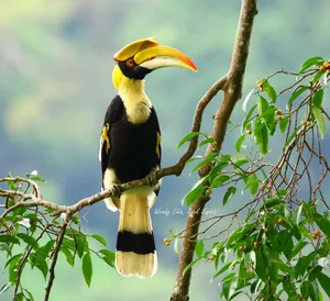 Wildlife