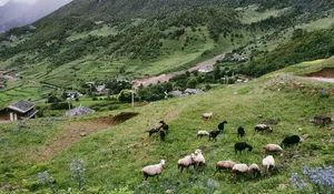 Sheep grazing on a grassy mountainside above Lijiang villages during a 1-day Hidden Villages & Wenhai Wetlands trek with The Bivou Lijiang