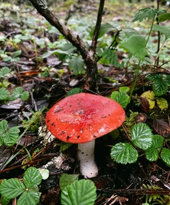 Red-capped mushroom growing on the forest floor along the Jade Dragon Snow Mountain hike near Lijiang